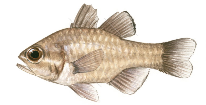 Palestripe Cardinalfish