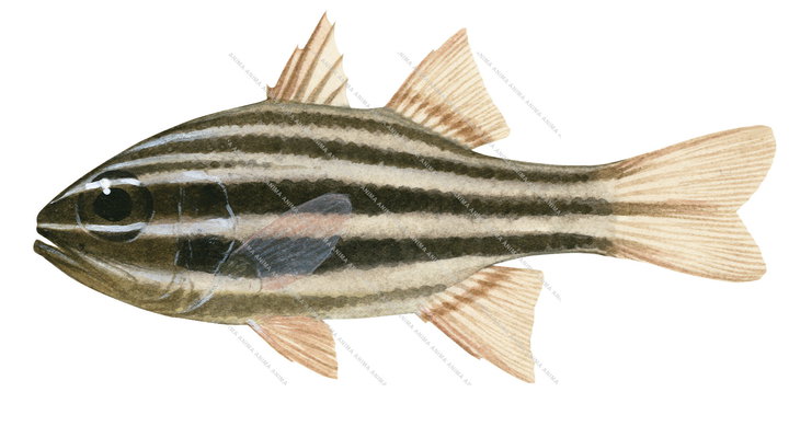 Pearly-line Cardinalfish