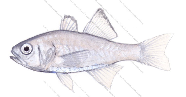 Pinkbreast Siphonfish