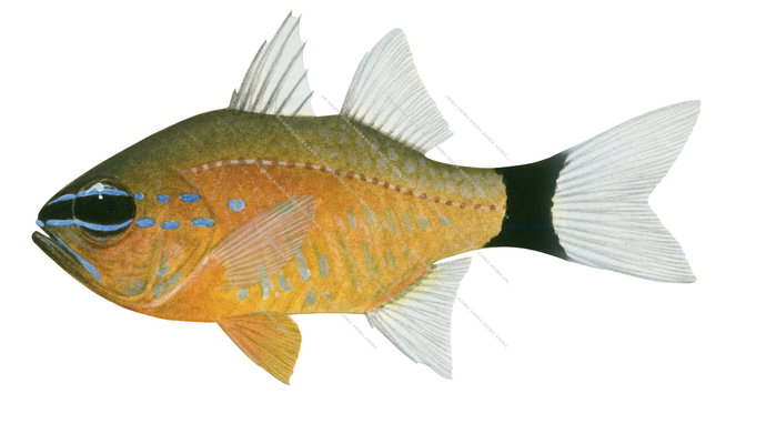 Ringtail Cardinalfish