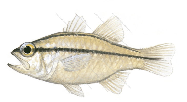 Sevenband Cardinalfish