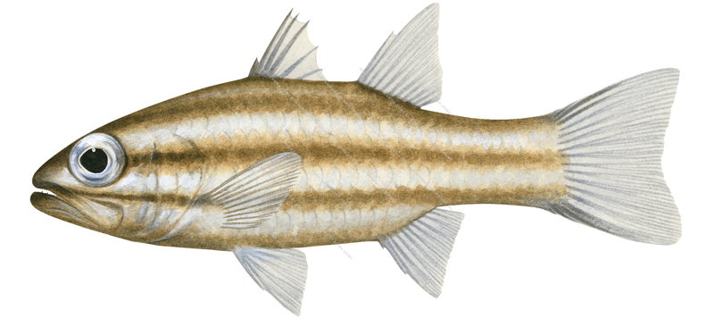 Singapore Cardinalfish