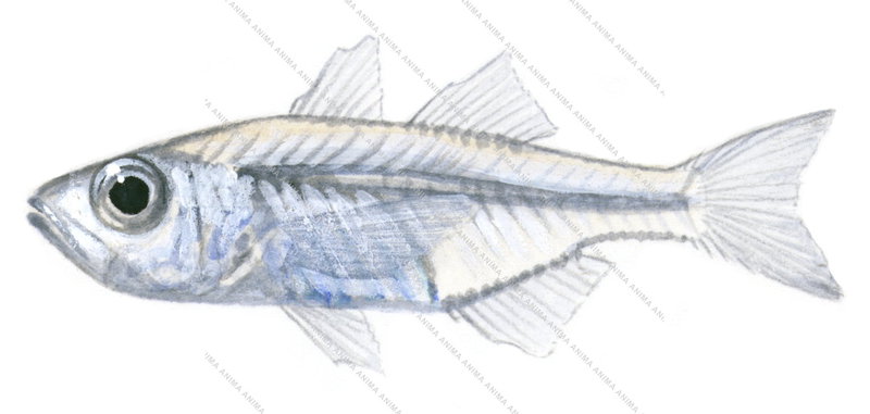 Slender Cardinalfish