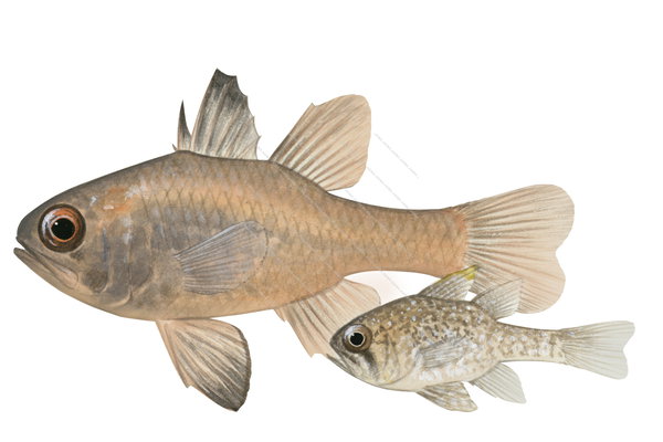 Southern Cardinalfish and Juvenile
