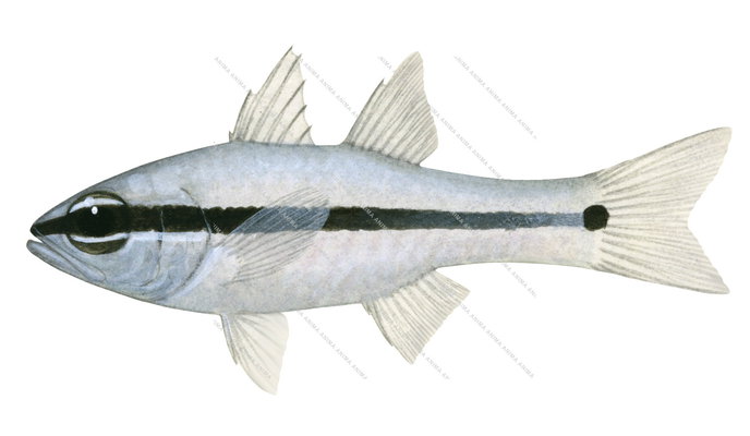 Spinyeye Cardinalfish