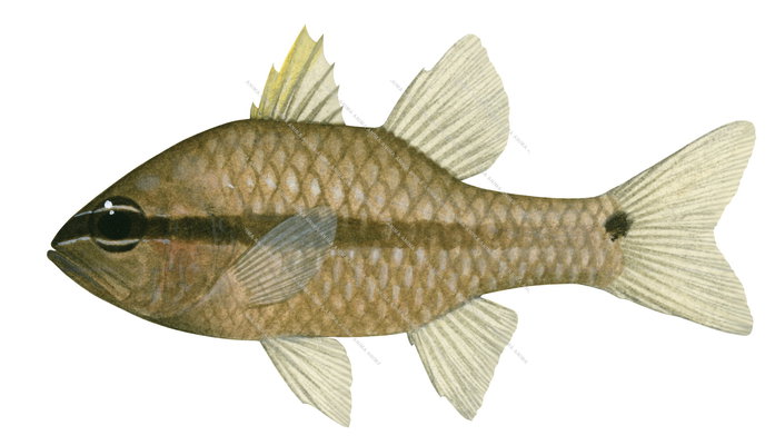 Spinyhead Cardinalfish