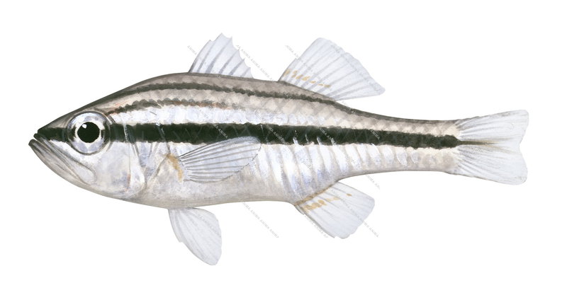 Striped Cardinalfish