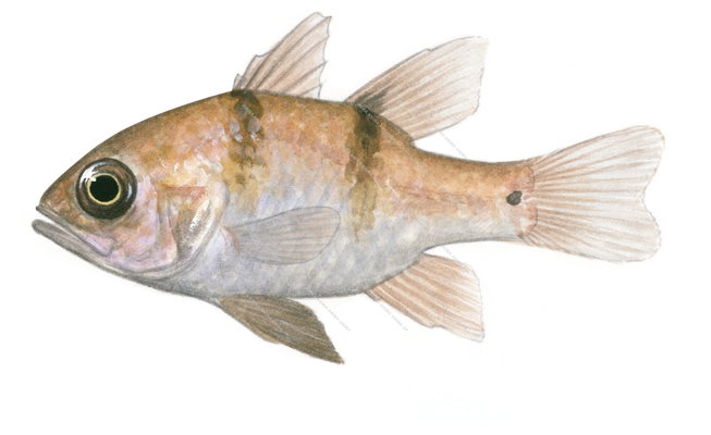 Threespot Cardinalfish-1