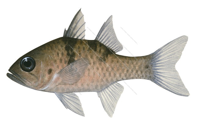 Threespot Cardinalfish-2