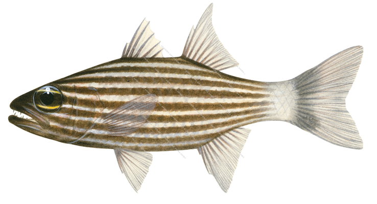 Tiger Cardinalfish-2