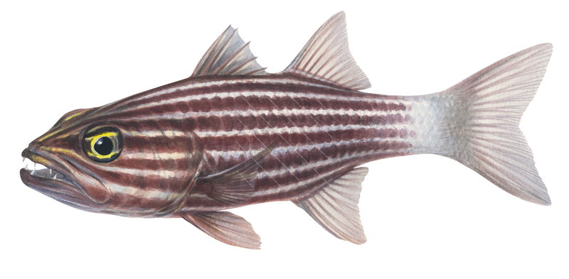 Realistic illustration of the Tiger Cardinalfish,Cheilodipterus macrodon, alive position, side view.
