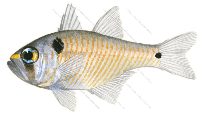 Twinspot Cardinalfish