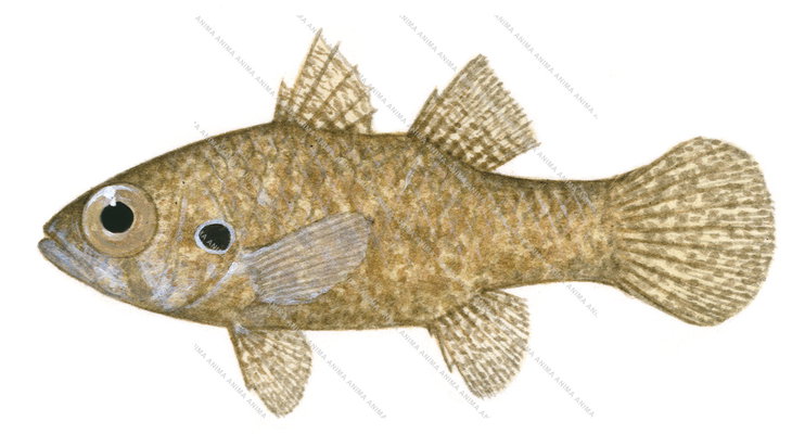 Variegated Cardinalfish