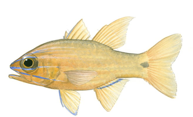 Yellowline Cardinalfish