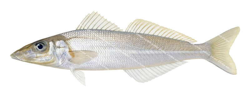 Bay Whiting