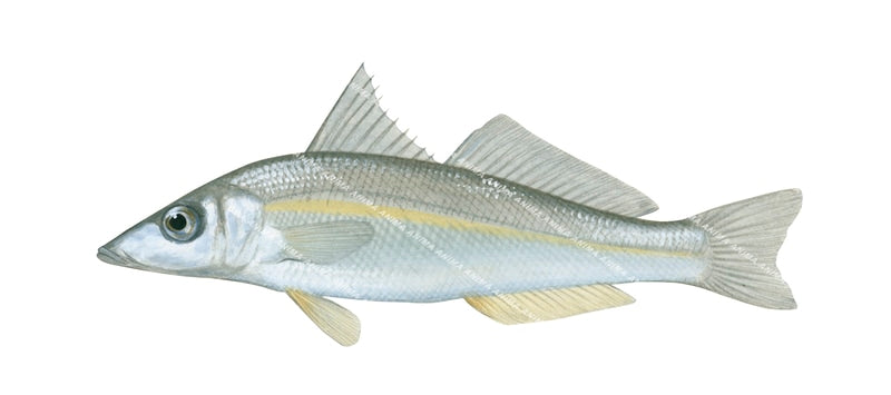 Goldenline Whiting-2