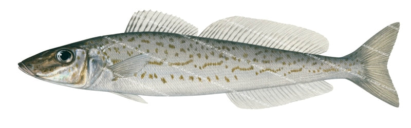 King George Whiting-1