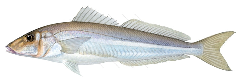 Southern School Whiting-1