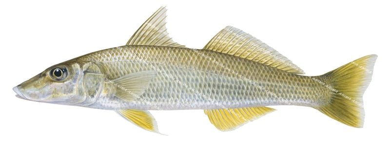 Western Goldenline Whiting