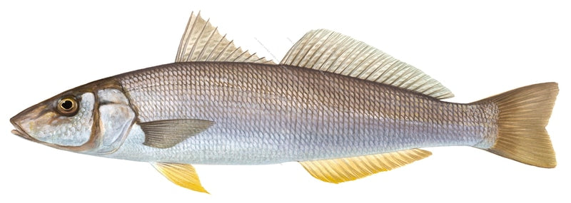 Yellowfin Whiting-2