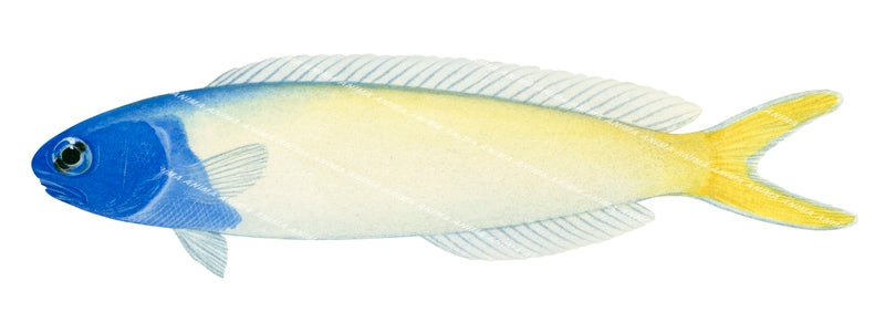 Bluehead Tilefish