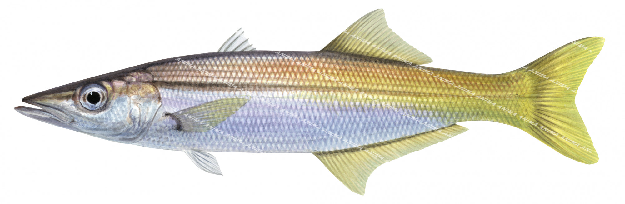 Longfin Pike,Dinolestes lewini,High Res Marine image