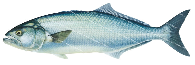 high quality accurate illustration of the Tailor,Pomatomus saltatrix