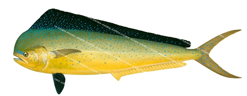 Mahi Mahi-2