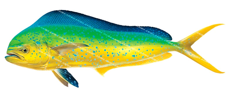 Detailled accurate illustration of the Mahi Mahi,Coryphaena hippurus