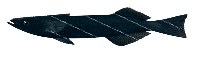 Remora