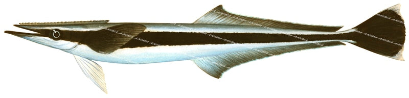 Slender Suckerfish-1
