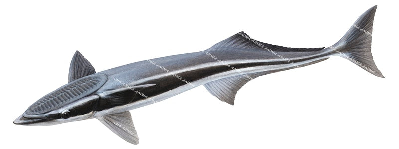 ealistic illustration of the Swimming Slender Suckerfish,Echeneis naucrates