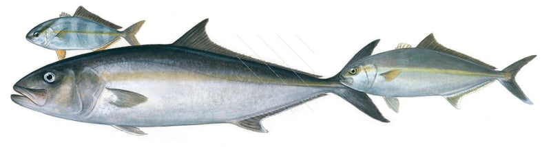 Amberjack, Adult and Juveniles