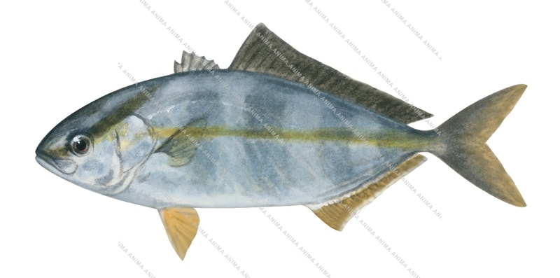 Fish illustration of the Amberjack,juvenile,Seriola dumerili