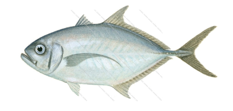 Barcheek Trevally