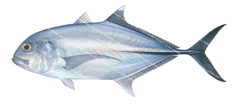 Bigeye Trevally-2