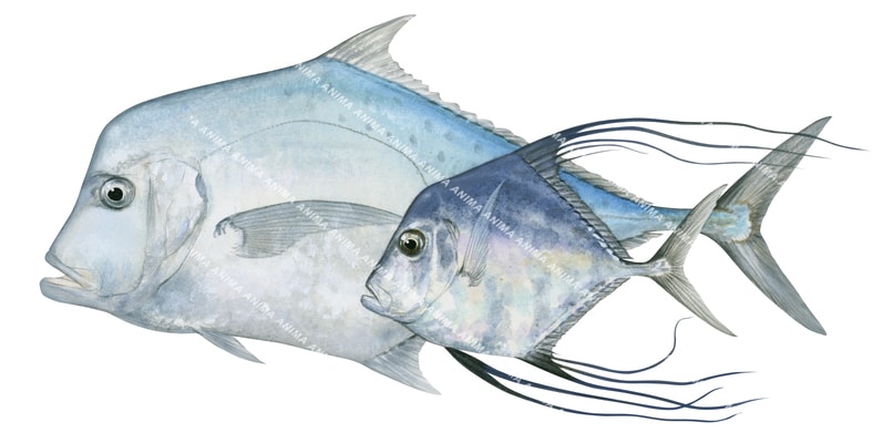 Diamond Trevally, Adult and Juvenile