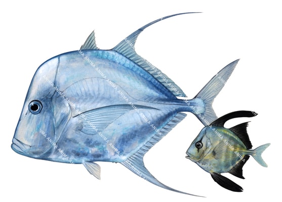 Hairfin Lookdown Trevally, Adult and Juvenile