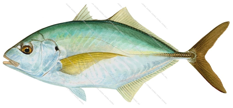 Silver Trevally-1