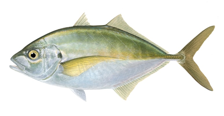 Silver Trevally-2