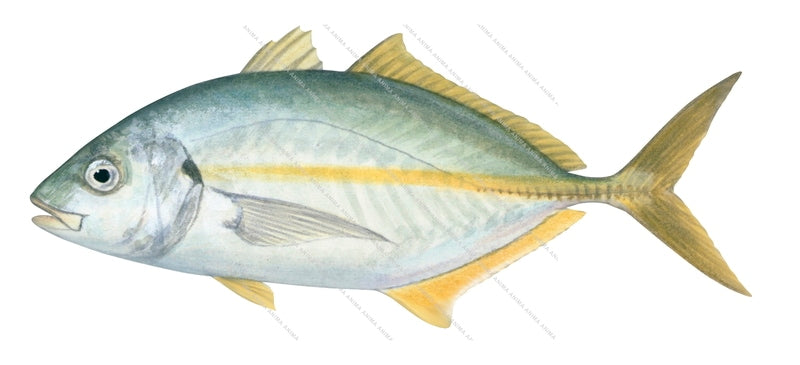 Silver Trevally-3b
