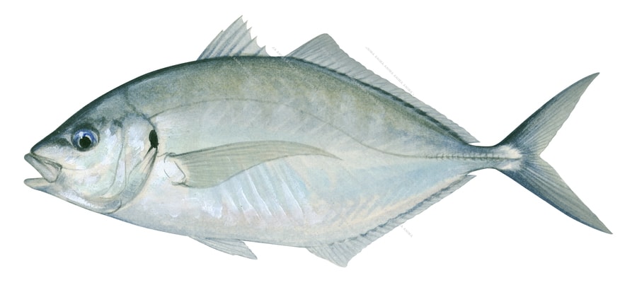 Silver Trevally-4
