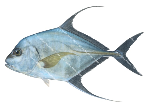 Threadfin Trevally