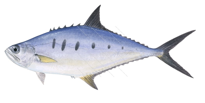 Barred Queenfish