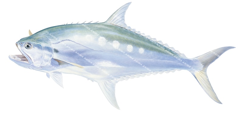 Giant Queenfish,Scomberoides commersonianus fish illustration