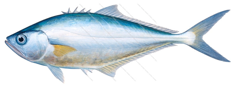 Longjaw Queenfish