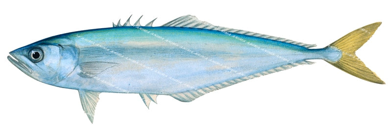 Shortjaw Queenfish