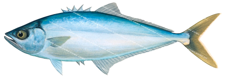 Yellowtail Queenfish