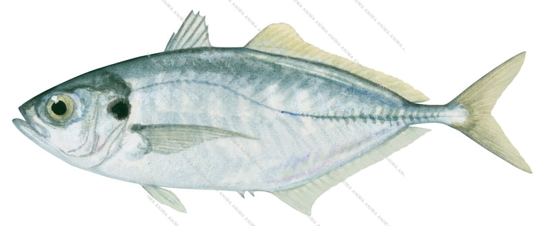 Barred Yellowtail Scad