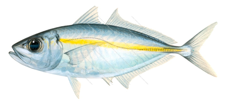 Bigeye Scad